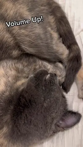 I finally caught her little snore on video. #catsnore #snoring #cat 