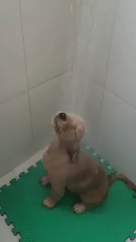enjoy the water#LikeAMonarch #labrador #labradorretriever #labradorpuppy #water #funny #cute #cutebaby #cutedog 