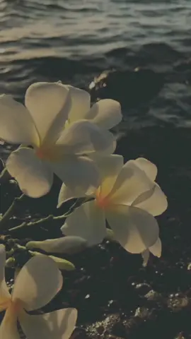 #بـنَت_أبـّوها🦋🤍 #سكنتك_بقلبي 