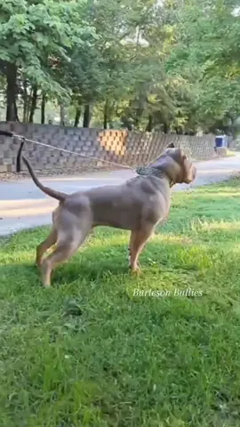 Burleson's Prince Kuhio 🤤🦍🦏 #TexLibby 🐾🐾We Don't Find Homes for new Dogs...We Match Perfect Homes for Perfect Pups 😊www.Burlesonbullies.com🐾🐾#BurlesonBullies #GotTex #FckSloppy