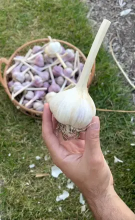 Andiamo as we grow some aglio. ➡️🧄  This is what 9 months of growing garlic comes down to in about 30 seconds.  The process is pretty simple: ✔️ Plant cloves (pointy side up) in late fall ✔️ Fertilize with a liquid feed in spring ✔️ Remove scapes in June to form bigger bulbs ✔️ Watch for signs they’re ready for harvest in July ✔️ Pull, dry for two weeks and & enjoy!  Don’t forget to keep some aside to plant again later.  Have any questions about growing garlic? Drop them in the comments.  Buon giardinaggio!  #garden #gardening #gardeningtips  #grow #greenthumb #gardening101 #plants #plantsoftiktok #gardentok #garlic  #gardeninglife #gardener  #harvest #gardeninghacks