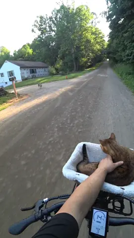 Dogs 🤷 #bikingcat #catsoftiktok #tiktokcats