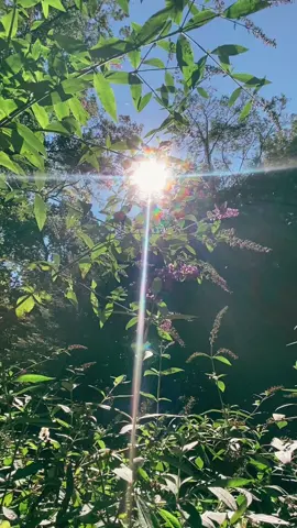 Morning light! #sun #sunrays #calmingvideos #calming #relaxing #relaxingvideos #aestheticvideos 