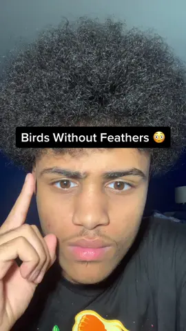 Birds Without Feathers 😳 #fyp #xyzbca #fypシ #viral #foryoupage 