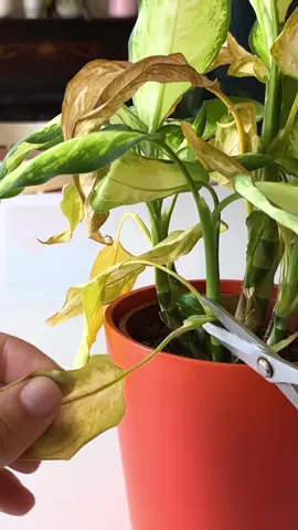 Yellow leaves suck nutrients from the plant. Cut them out! #plantpruning #yellowingleaves #unhappyplant #houseplantcaretips 