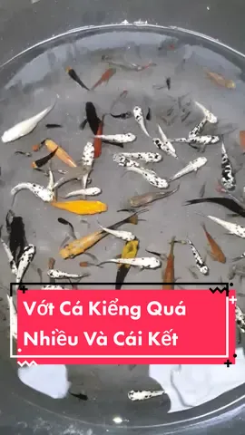 Chắc Ngày Nào Cũng Đi Vớt Cá Kiểng Quá #xuhuong2022 #cabaymau #trend #fish #menvlog #dcgr