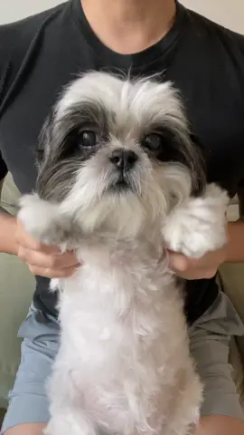 Gizzie is the baddest alive. #dogsoftiktok #dance #shihtzu #foryou #fyp