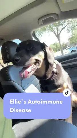 Who knew veterinarian Ophthalmologists were a thing, because I didn’t #dogtok #momtok #dogswithpannus #autoimmunedisorder 