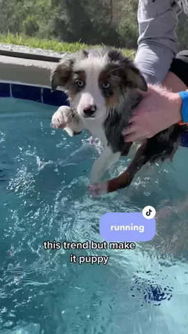 #cancan #Running #dogtok #funnypets #dogchallenge 