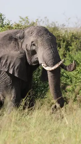 Elephants are considered to be one of the world’s most empathic species. This African elephant is grieving her stillborn baby. She was trying to bury her baby with dirt and foilage. They’re truly empathetic, social animals. #savethelephants #elephants #africa #emotional #grief #losingababy #safari #oneofthesaddestthings #kenya #masaimara #elephantlover #africanelephant #specialmoment 