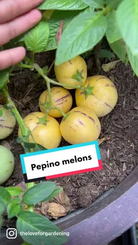 Harvest my Pepino melons. This is my 2nd season, and it did so well.  I grew them in a 30-gallon container; this plant got damaged by frost a few times last winter, so I cut the damaged branches off, and now they are growing beautifully.  It has a flavor similar to cantaloupe mixed with cucumber but not as sweet as cantaloupe, and a texture that is as crisp as a pear when it is not ripening and very juicy, soft, and delicious when it is ripe. One of my favorite fruits to eat, especially on hot sunny days. So refreshing!   ✅Pepino fruit may be recommended to diabetic patients as a beneficial fruit with its low sugar content, high dietary fibers, and high antioxidant properties.   Have you tried Pepino melon before? Do you like them?   #pepino #fruit #backyardgarden  #whatigrow #gardening #gardening #gardeningtips  #garden #fruitslover