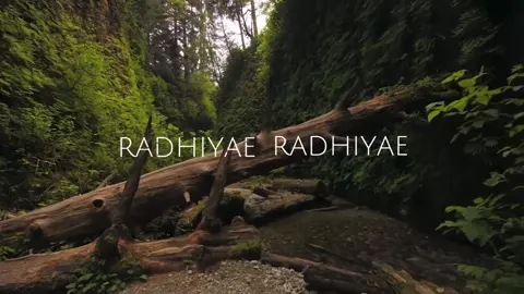 Malargale Malargale - Love Birds I Prabhu Deva, Nagma | A. R. Rahman |  #fyp #tamilwhatsappstatus #tamilwhatappstatusvideo #tamilstatus #tamilefx #tamilmuser #trending #fypシ #arrahman #pradeepkumar #