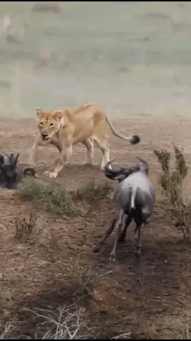 #lion #wildanimals