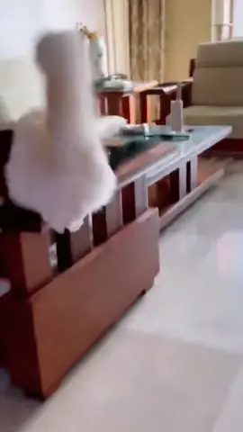 The confusing behavior of cat 🐈 #cat #ragdoll #cutestpets #fyp #catsoftiktok #catlover #