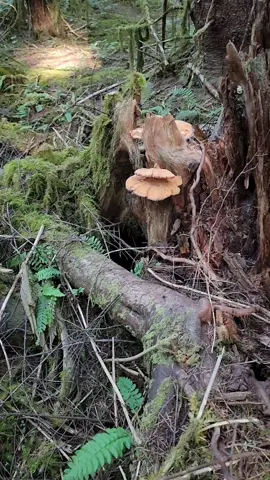 Laetiporus, Chicken of the Woods Mushroom found in WA forest #pnwwonders
