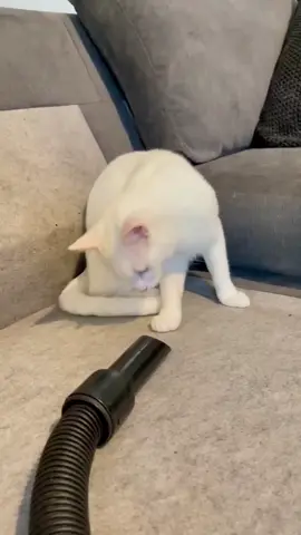 Cat meets vacuum cleaner and gets his face sucked. #funnypet #cat #funnyanimals #funnycatvideo