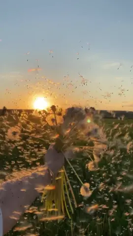 Beautiful Dandelions 💕✨ #dandelions #aesthetic #whatsappstatus #aesthetics #fyp #fypシ #nature #flowers #Love #foryoupage #explorepage #explore_اكسبلور #explore #trending #trendy #aestheticstatus #YourBestShot #tiktok 