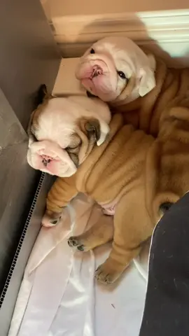 Exhausted 😴  #bulldog #puppiesoftiktok  #englishbulldog #cute #puppy #dogsoftiktok #fyp #bulldogsoftiktok #puppylove #naptime #cutebaby #cuddle 