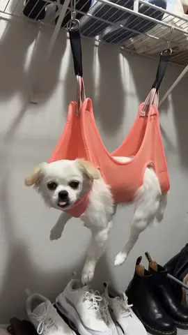 my life is changed #dogmom #amazon 