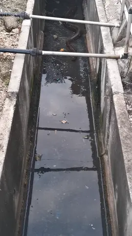 First time saw this biggggg snake swim in longkang🐍🐍#snake