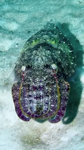 Did you know, cuttlefish are masters of quick-change camouflage? Watch this guy blend into his surroundings 🤩⁠ ⁠ Video from @sideytheshark⁠ on IG