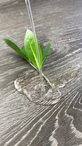 Here’s a quick tip on how to water propagate a ZZ. Hope it helps.   If you enjoyed or it helped you please Follow for more related content.   #zzplant #zzplants #stempropagation #zamioculcas #zamioculcaszamiifia #zzplantgrowth #propagation #houseplantpropagation #propagationsuccess #propagatingplants #plantpropagation #zzplantpropagation #waterpropagation