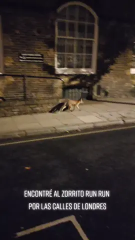 Un Zorrito Run Run por las calles de Londres.