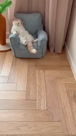 💤💤💤#pet #cat #sleep #funny #cute #lovely #petlover #catsoftiktok #tiktok #fyp