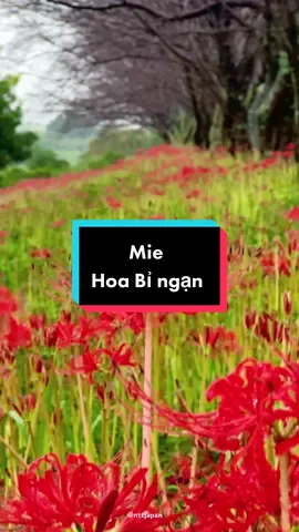 Liệu rằng sớm mai vô tình mắt chạm nhau  Hoa bỉ ngạn đầu mùa tỉnh Mie #nhatban #hoabingan #日本 #三重 #彼岸花 #fyp #foryou #ninhtung🇻🇳 #23🇯🇵 #cuocsongnhatban 