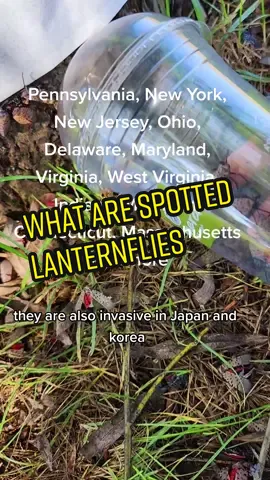 Replying to @itscatjustcat Spotted Lanternflies arrived in the USA in 2014 in PA and have been spreading. They are a danger to the environment because they don't have natural predators. #bottletrick #lanternfly #spottedlanternfly #slf #foryou #invasivespecies #oddlysatisfyingvideo #asmr #oddlysatisfying #stranglysatifiying 