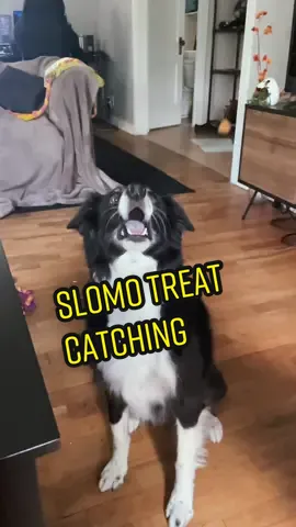 Some say Oakley is still trying to catch them to this day #dogcatchingtreat #slowmo #funnydog #australianshepherd 