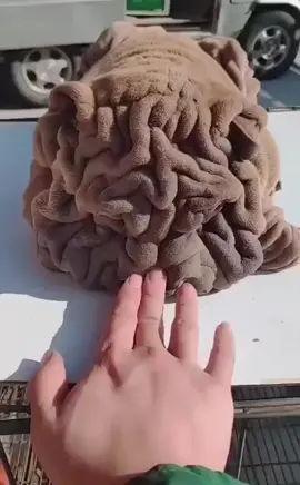 What the dog is this #dog #bulldog #dogskin 