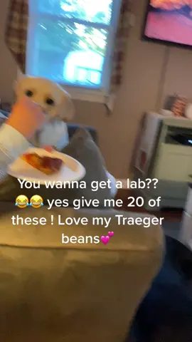 #dogsoftiktok #traeger #labradorretriever #mummasboy #nopersonalspace #loveit 😂💕