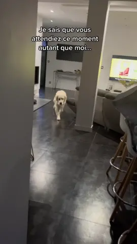 Il fait noir, il pleut mais Volt & Rio se sont enfin retrouvés 🥹 #goldenretriever #fyp #foryou #pourtoi 