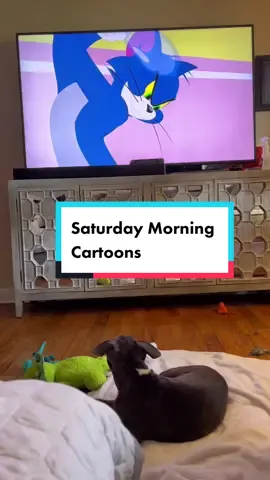 #Gemini #saturdaymorning #tomandjerry #puppiesoftiktok #pitbullsoftiktok 