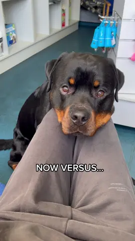 HE GREW UP SO FAST 🥺 #rottweiler #NowVSThen #nowvsthenchallenge