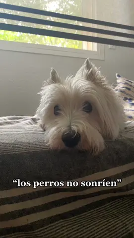 la mejor sonrisa☺️ #greenscreen #perro #dog #parati 
