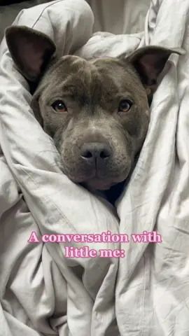 This trend has my heart🥺 #staffy #mylathebluestaffy #staffylove #bluestaffy #staffysoftiktok #staffylovers #staffypuppy #staffylife #staffymoments #beautifulbully #bullybreeds #dogtrend #viraldog #dogsoftiktok
