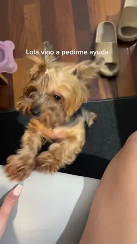 Es que no entienden la obsesión que tiene por la tele 🤣