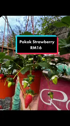 PAY DAY SALES！ pokok STRAWBERRY FESTIVAL sepokok hanya RM16.8! 🍓🍓🍓  #cameronhighlands #strawberrycameron #pokokstrawberry #rosecentre #rosecentrecameron 