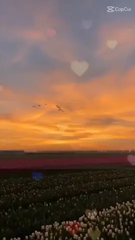 Cậu cười lên trông thật đẹp, tựa như ánh mặt trời mùa hạ, mọi khoảng khắc trên thế giới này đều trở thành bức tranh tuyệt vời.#LearnOnTikTok #vuivemoingay❤️ #nụcườitoảnắng #nghenhacmoingay #nhactrung #nhactrungquoc #capcut #yeutiengtrung06 #hoctiengtrung #tiengtrung #crevideo_blackwhite 