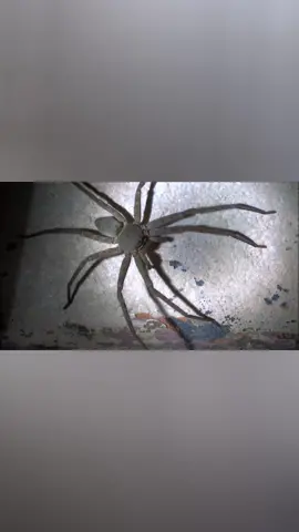 L'araignée la plus grande du monde qui risque de vous terroriser #araignée #araignées #araignee #grossearaignée #spider #pourtoi #fyp