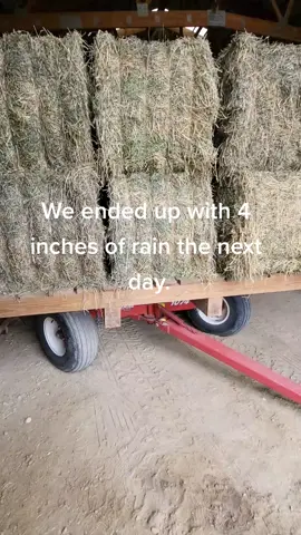 Struggles of dry hay in WI! What will the inside of the hay bales look like?#largesquarebales#hayseason#farmtok#farmlife#dryhay#fyp#hay#farming