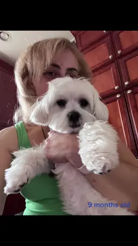 #babydogs #dog #dogsofinstagram #babydog #puppy #dogs #dogstagram #doglovers #pet #Love #cute #instadog #doglife #baby #puppylove #puppies #c #cutedogs #doglover #chien #animal #puppiesofinstagram #o #covid #perro #like #dogoftheday #doglove #hund #pets 