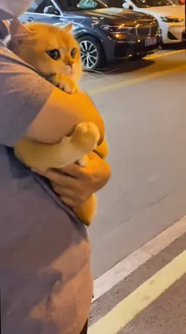 tim cho sự đáng iu này nào #thucung #meow #xuhuong #xuhuongtiktok #cat #funny #dog #fyp #fypシ #meme #video #xuhuong2022