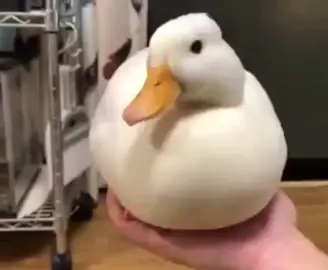 #duck #meme #dissapear #quack