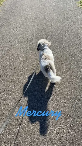 #mercury #shihpoo #shihpoooftiktok #cutedog #puppy #dogwalk #dogsoftiktok 