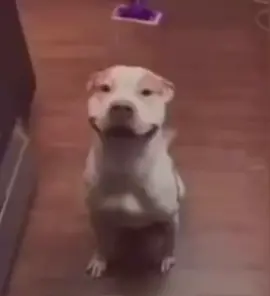 Happy dog wants a bone#cute#smile#happy#dog#bone