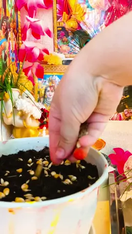 Ghatastapana gariyo , aaudai gareako bijay Dasami ko sabai ma suvakamana 🙏