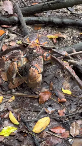 Have you seen a coconut Crab before?  #fyp #foryoupage #fiji #coconutcrab 